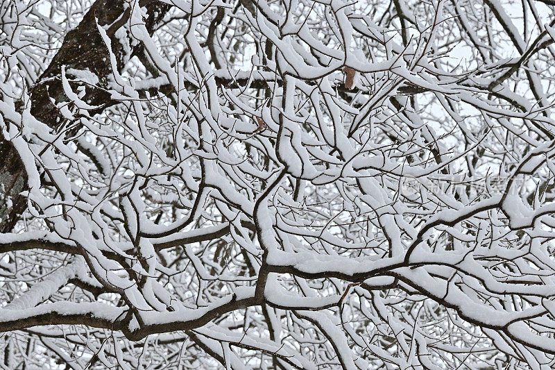 糖枫树枝上的雪花，抽象