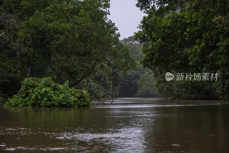 刚果非洲雨林中的丛林河