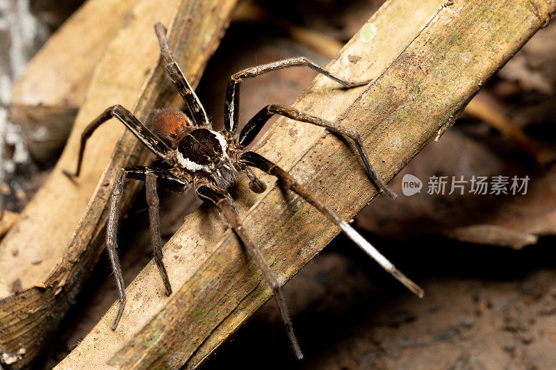 钓鱼蜘蛛的雄性，鲁夫斯钩虫。哥斯达黎加