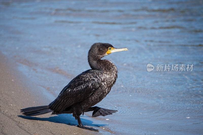 大黑鸬鹚