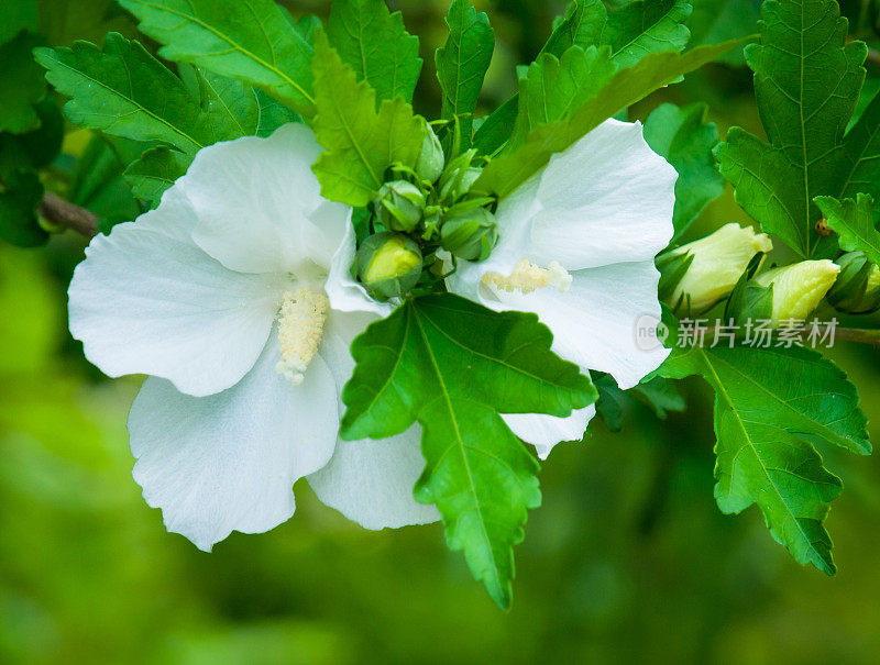 白玫瑰的沙伦花