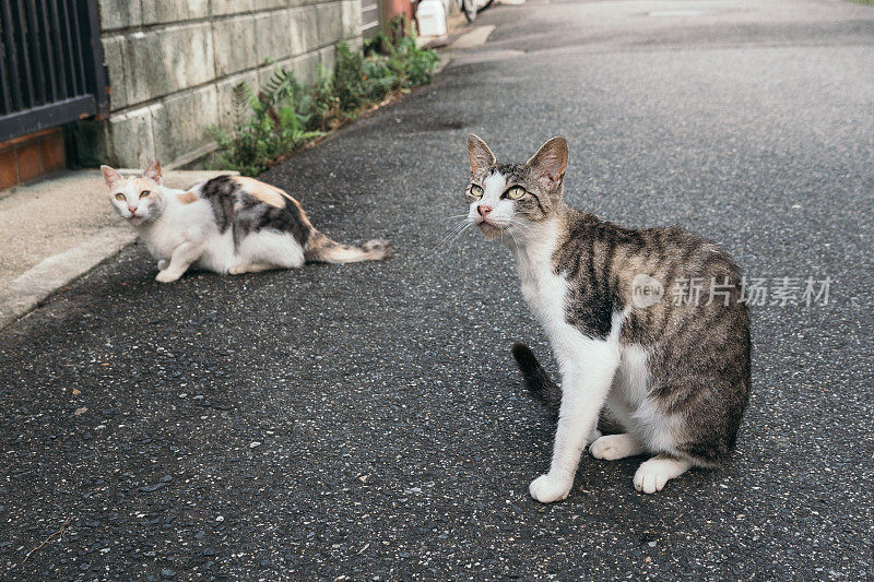 两只小猫在日本小巷里放松的画面