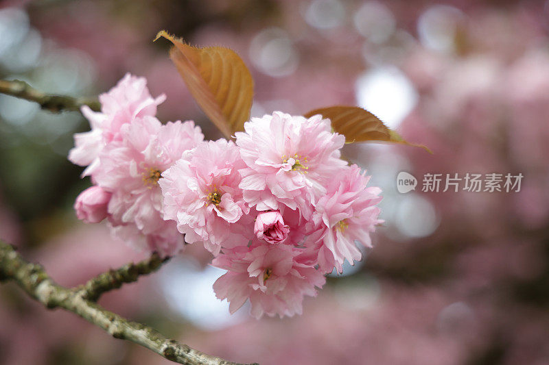 粉红色的樱花在大温哥华，加拿大