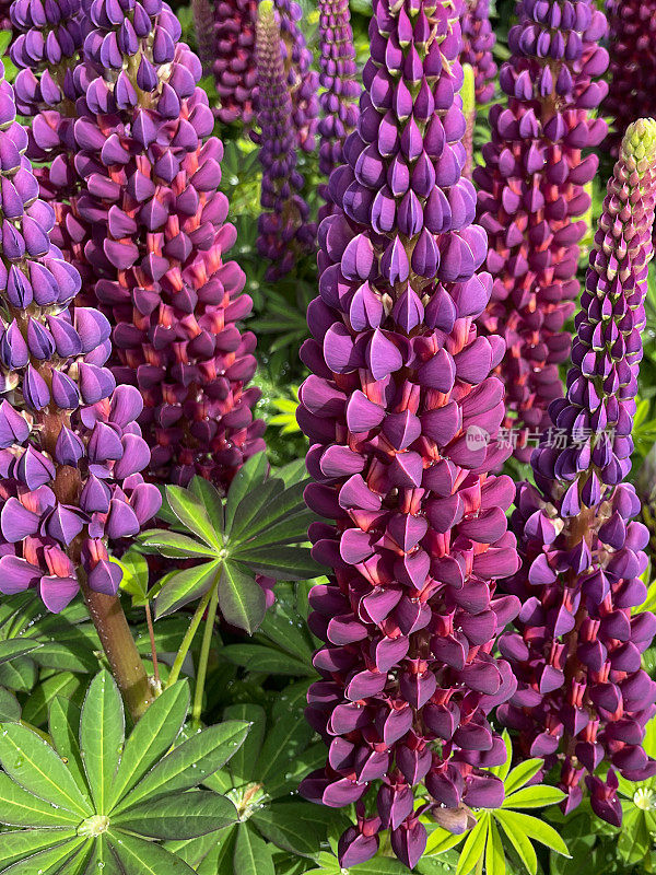 草本花卉边界与紫色羽扇豆(Lupinus)在观赏性花园的全帧图像，重点放在前景