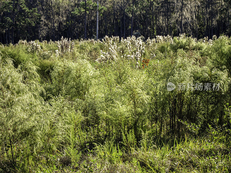 草原在森林边缘的瓦溪公园和保护在基西米，佛罗里达州