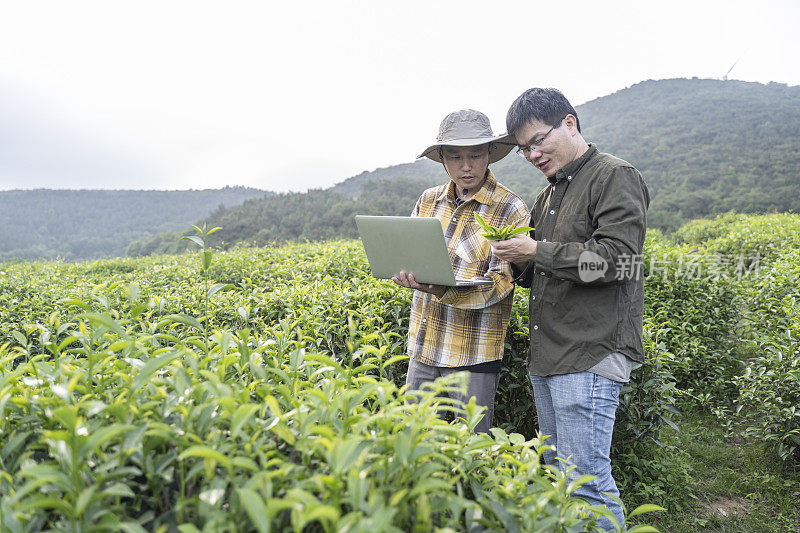 两位亚洲男性科学家在中国福建的一个有机茶园中观察茶树的生长