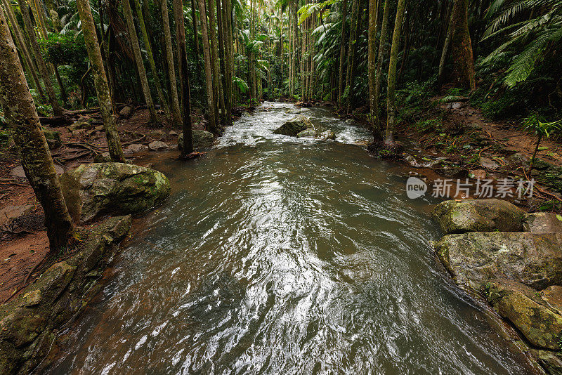 澳大利亚坦博林国家公园的雨林和溪流