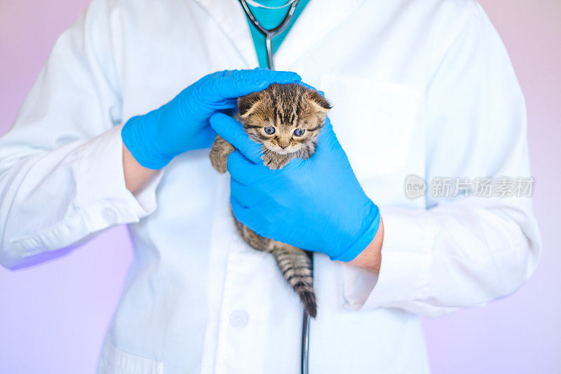 和兽医一起检查小猫。一只苏格兰折纹虎斑小猫在一个戴着蓝色医疗手套的兽医手里，放在一张白色的桌子上。小猫和兽医。