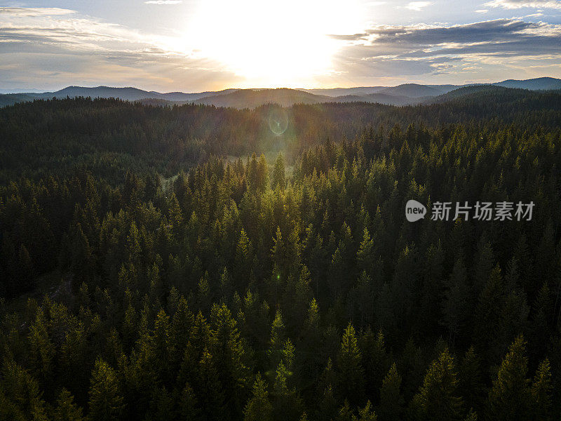 日落时的青松林地，鸟瞰图。