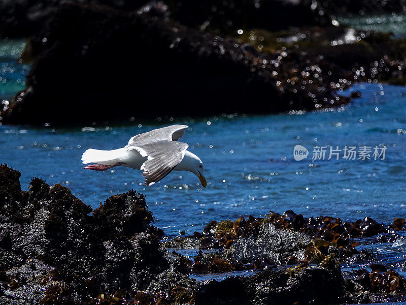 海鸥在海洋的岩石上盘旋。