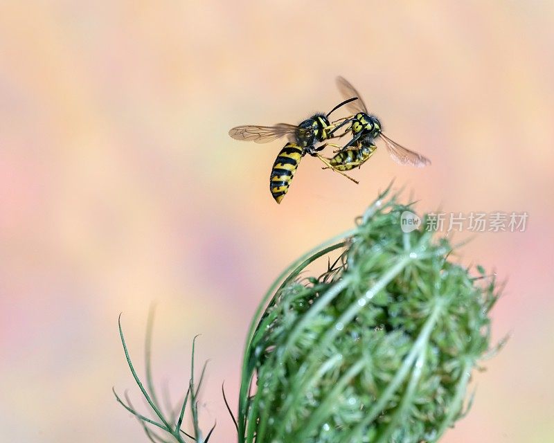 植物上的黄蜂