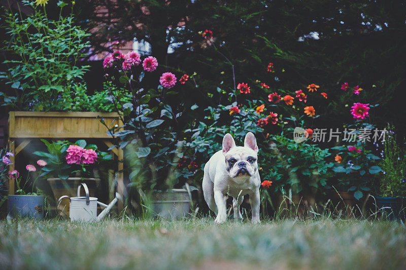 夏末在花园里玩耍的法国斗牛犬