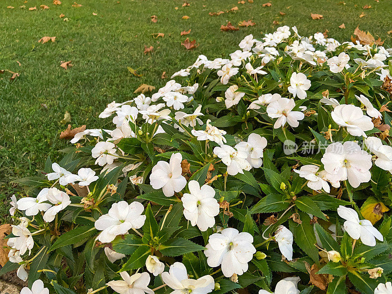 花园里的白色花朵和草地背景