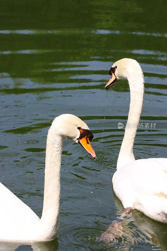 两只优雅的疣鼻天鹅(天鹅色)在湖面上游泳的特写图像，水从涉水后的嘴滴下，鸟反射在荡漾的水中，聚焦于前景