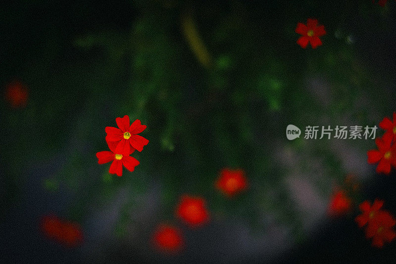 鲜红的小花(英属)