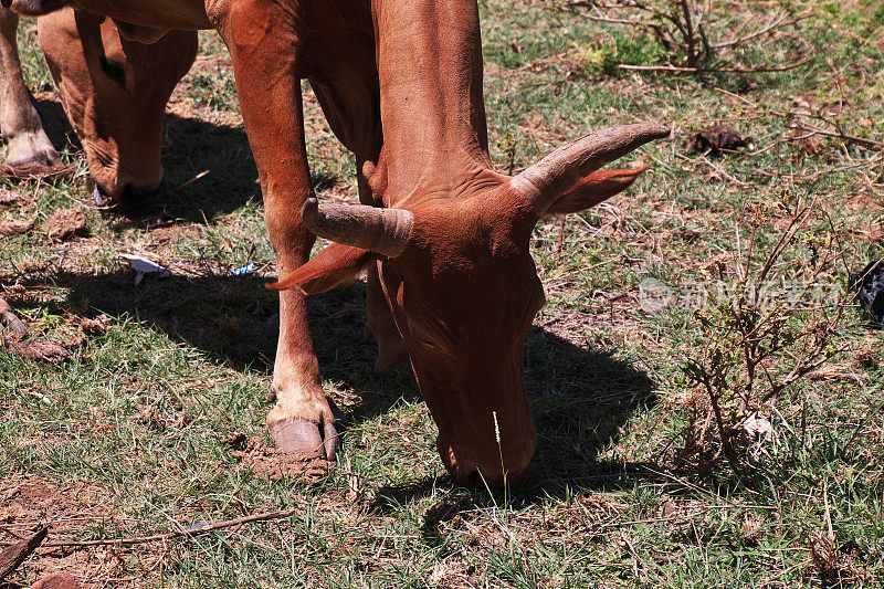 非洲坦桑尼亚村庄里的奶牛