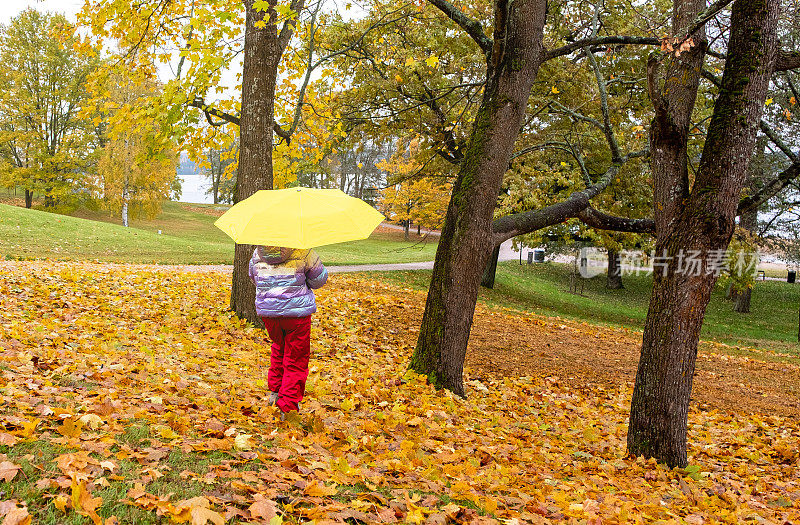 秋天，一个8岁的小女孩在公园里散步，手里拿着一把明黄色的伞。后视图。