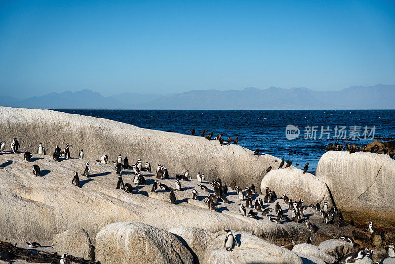 西蒙镇巨石海滩蠢蛋企鹅殖民地开普敦南非