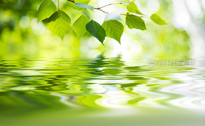 绿叶浮在水面上