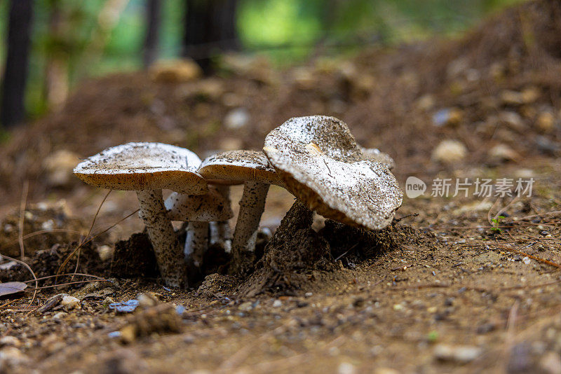 森林里的白蘑菇