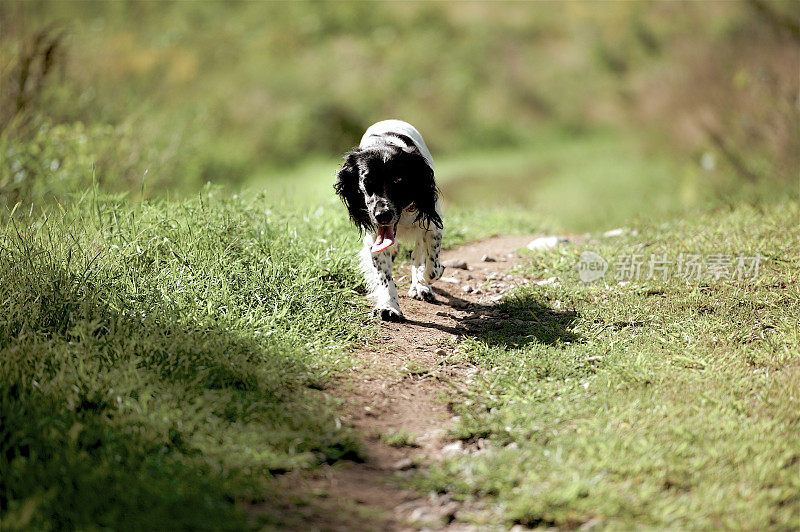 野外繁殖的英国可卡犬