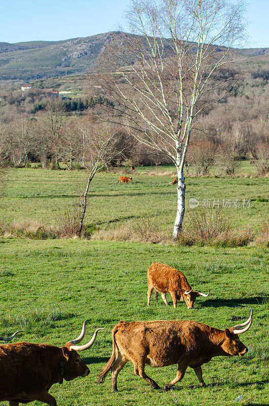原产于葡萄牙北部的巴罗萨品种的食草牛。