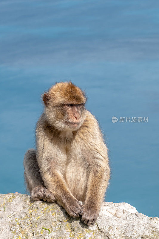 巴巴里猕猴坐在直布罗陀岩石上，背景是海景