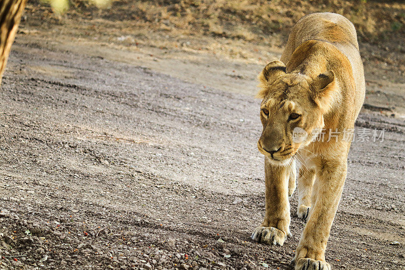 印度古吉拉特邦吉尔森林国家公园里的亚洲狮。亚洲雌狮的照片是在世界上唯一的地方——古吉拉特邦拍摄的。带有复制空间