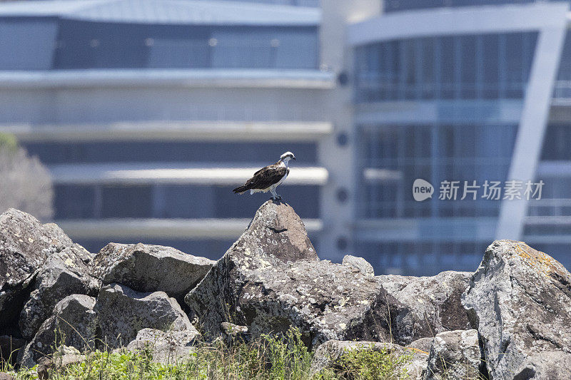 东方鱼鹰栖息在自然原生环境的岩石上，背景是住宅建筑