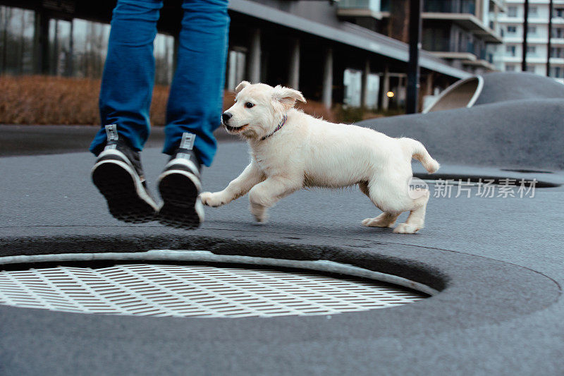 金毛猎犬和主人一起在城市户外玩耍。