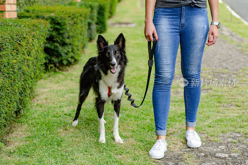 街上的边境牧羊犬