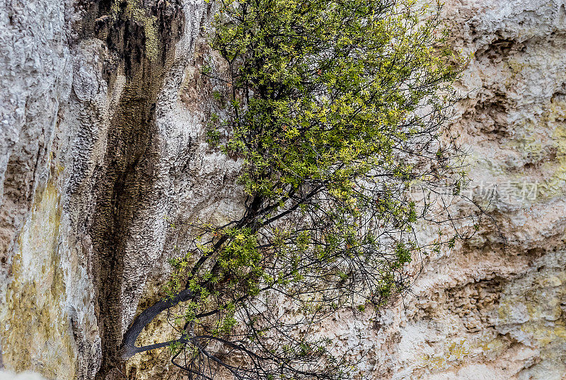 问候树长在岩石上，象征着自然和生命的力量，位于新西兰北岛火山带的罗托鲁瓦地区