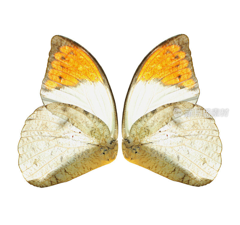 白色和黄色的蝴蝶翅膀孤立在白色的背景