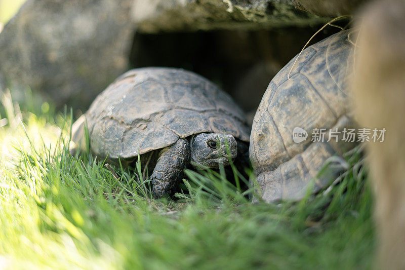 绿草地上可爱的乌龟
