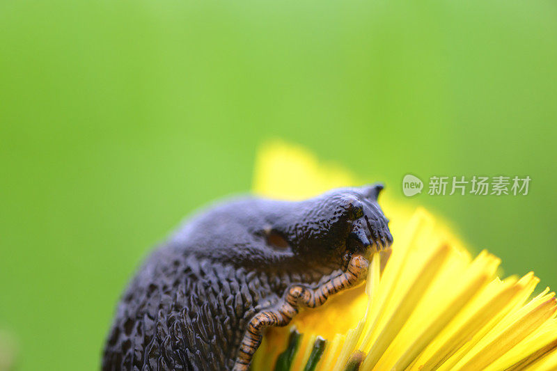 蜗牛对蒲公英花柔焦微距特写