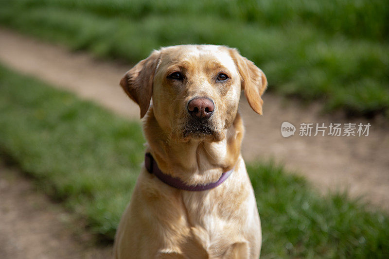 拉布拉多猎犬看着镜头