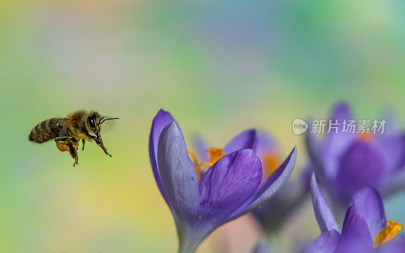 蜜蜂在磨粉