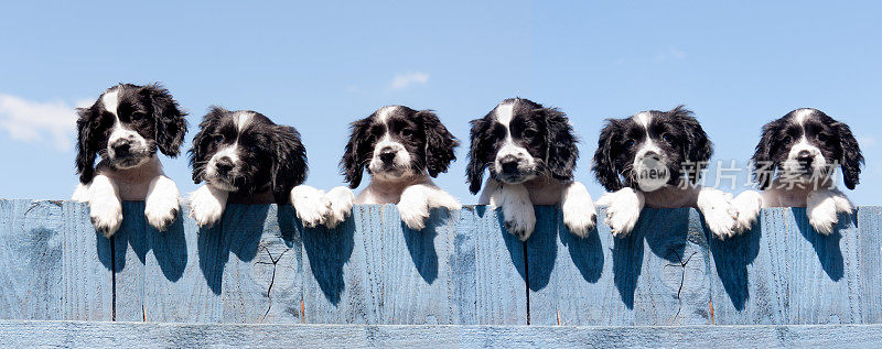 在一个阳光明媚的夏日，六只漂亮的黑白相间的小猎犬望着蓝色的木栅栏，一大堆的恶作剧和欢乐。