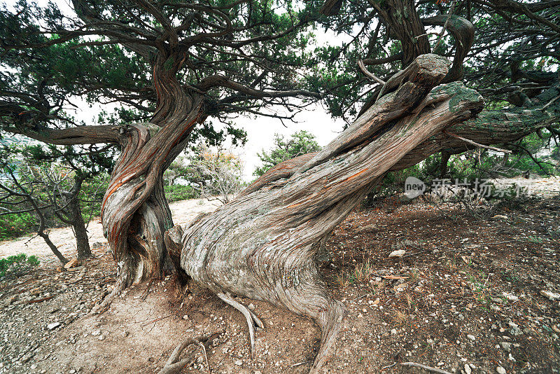 克里米亚的老曲线杜松树