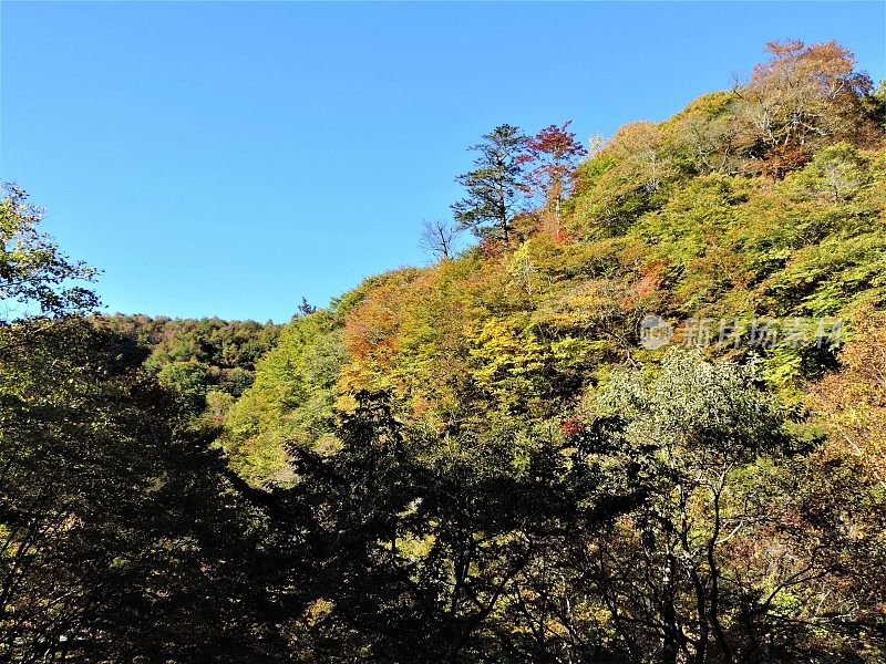 日本。十月里晴朗的一天。森林在山上。