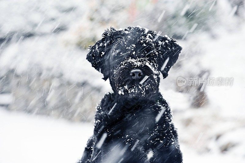 雪中的狗