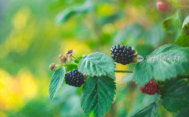 成熟和未成熟的黑莓在灌木上有选择性的焦点。一些浆果