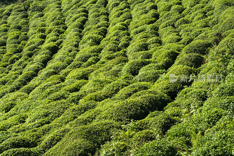 茶园库存照片