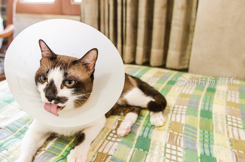 家猫戴着一个圆锥形的项圈来保护自己不被抓和舔。家猫的皮肤病。一只生病的猫，脸上带着担忧的表情。照顾一只家猫。