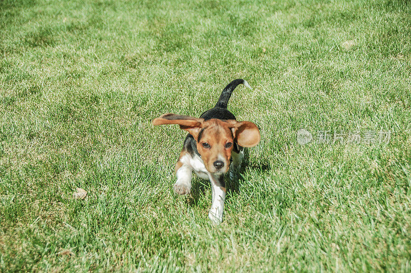 小猎犬狗在草地上奔跑