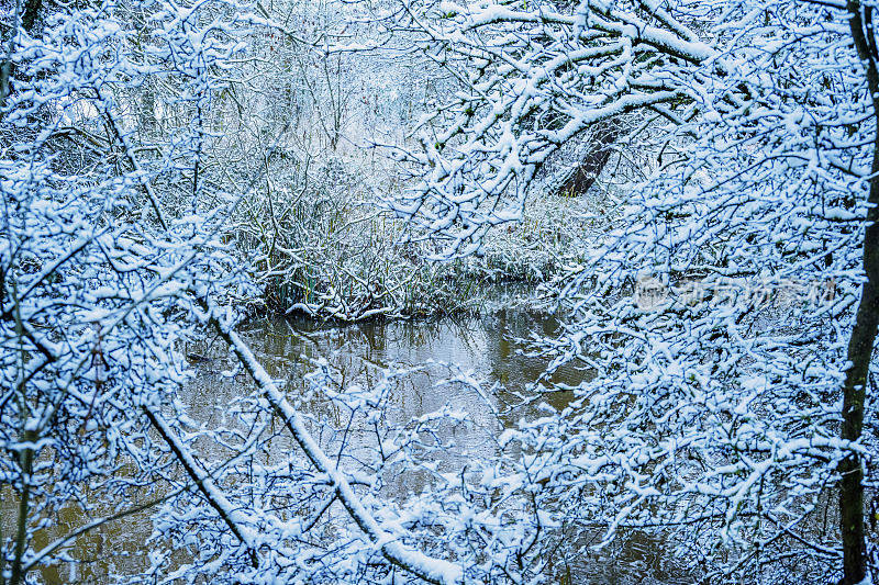 湖，河，树枝，树，森林，光孤立，绿色，葱郁，冬天，雪，冷，冻，冻