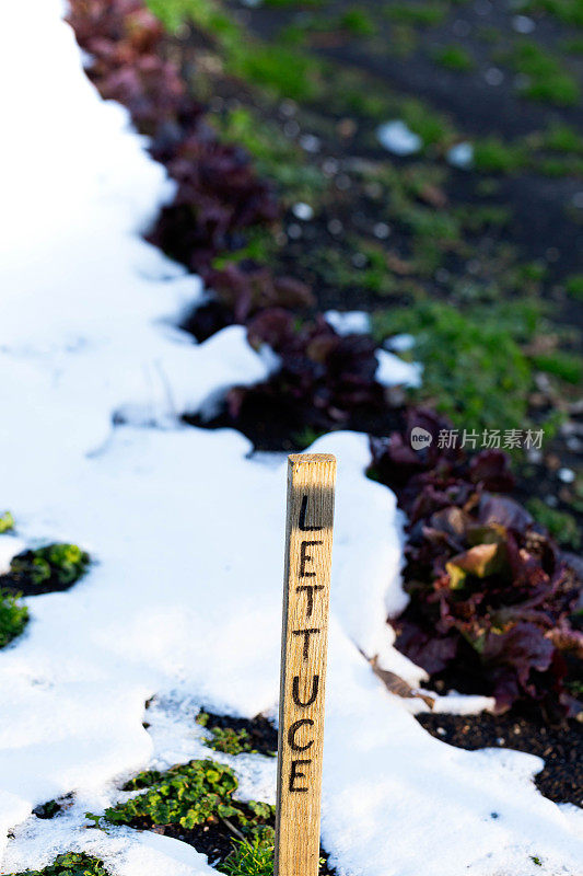 红莴苣雪园木标签