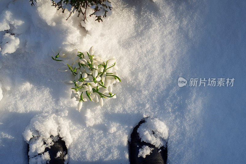 雪花莲从后院的雪中绽放出春天的第一束鲜花