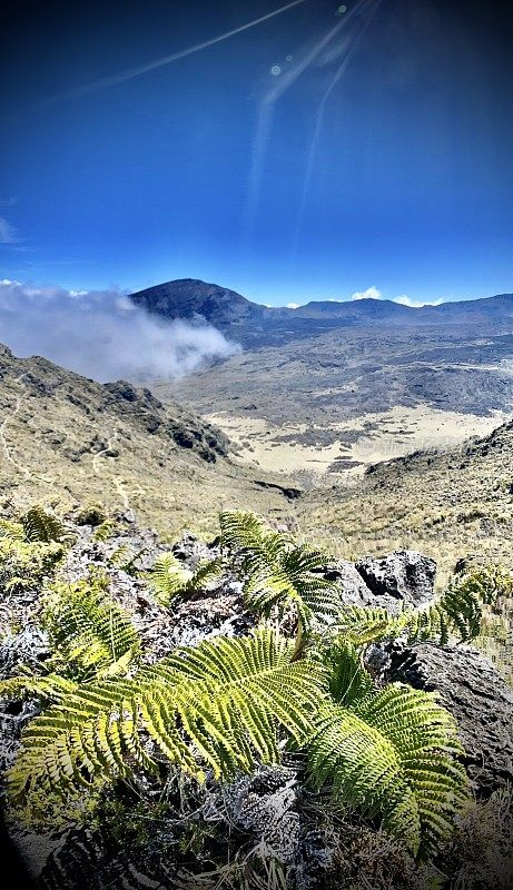 haleakalā国家公园火山口的景色，前景蕨类