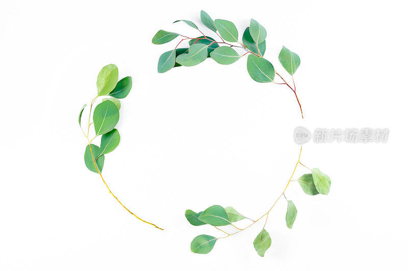 花圆形框架，桉树叶在白色的背景。用桉树树枝做的花环。平躺，俯视图与copyspace的文本。最小的植物设计